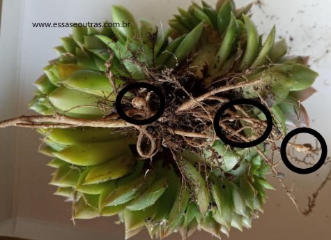 suculenta-echeveria-gilva-cristata-