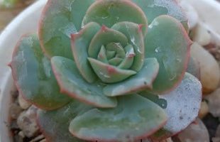 Echeveria Glória – Foto da Muda, Cuidados com Sol, Rega