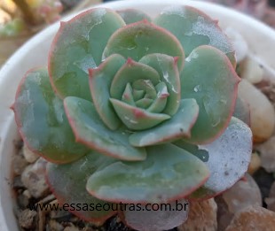 muda-da-echeveria-glória-foto-