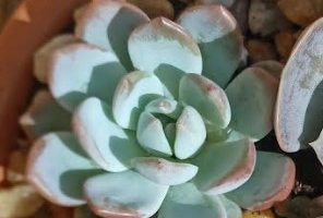Echeveria Monroe – Foto da Muda e Cuidados com Suculenta