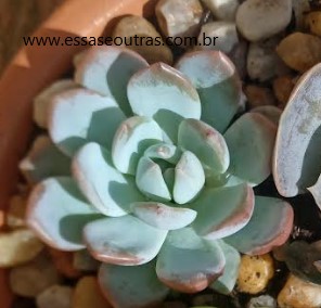 foto-da-echeveria-monroe-suculenta-mais-linda-