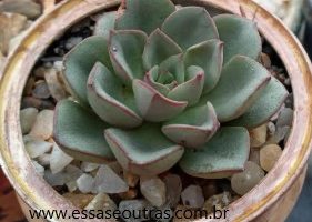 Echeveria Moranii – Foto da Suculenta, Como Cuidar, Fazer Muda