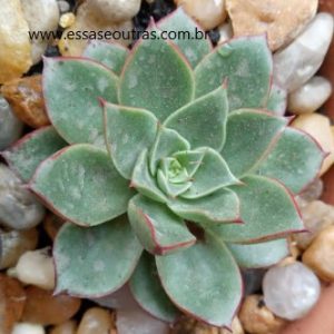 muda-da echeveria-paso-doble-
