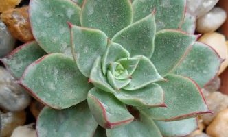Echeveria Paso Doble – Suculenta Rara, Foto da Muda