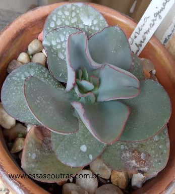 echeveria-rubromarginata-gloriosa-foto-da-muda-