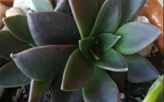Suculenta Echeveria Serrana – Hibrida da Affinis – Cuidados