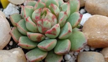 Echeveria Swallow – Foto da Muda, Origem e Como Cuidar