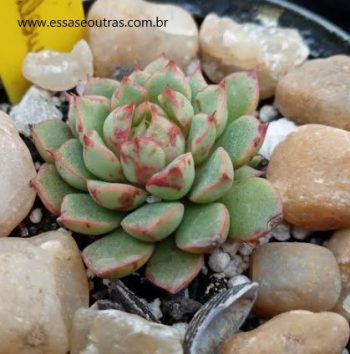 Echeveria Swallow – Foto da Muda, Origem e Como Cuidar