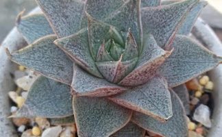 Echeveria Purpusorum – Suculenta Urbina Purpusii Rose