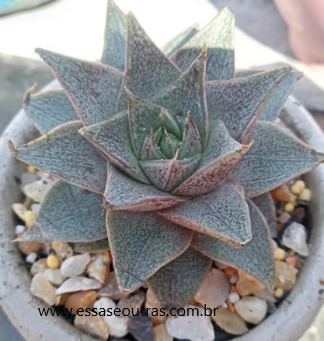 echeveria-purpusorum-foto-da-muda-
