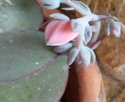 Echeveria RubroMarginata ou Suculenta Gloriosa – Foto da Muda