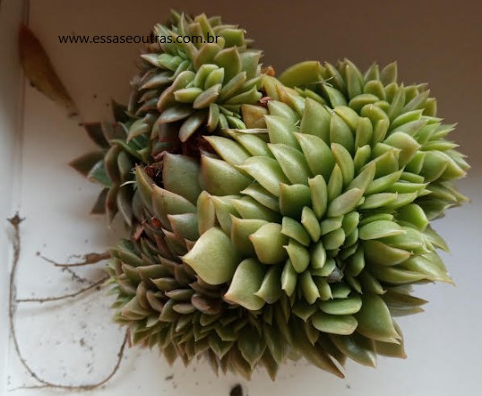 echeveria-gilva-cristata-foto-da-muda-como-separar-