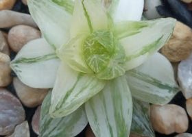 Haworthia Cymbiformis Variegata – Foto da Muda e Cuidados