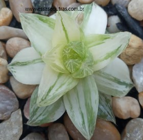 haworthia-cymbiformis-variegata-foto-da-muda-