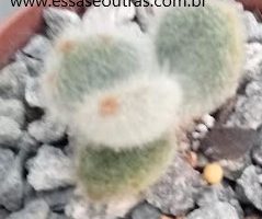 Kalanchoe Tomentosa Super Fuzzy – Muda por Folha de Suculenta