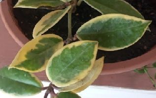 Flor de Cera Hoya Carnosa Variegata ou Tricolor – Floração
