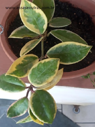 hoya-carnosa-com-folhas-manchadas