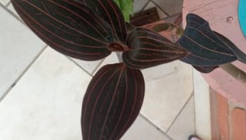 Orquídea Jóia, Orquídea Ludisia Discolor – Orquídea Pipoca