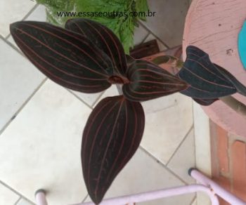 Orquídea Jóia, Orquídea Ludisia Discolor – Orquídea Pipoca