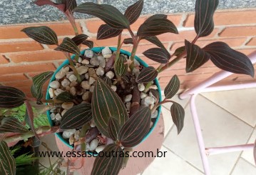 orquídea-jóia-pipoca-ludisia-discolor-