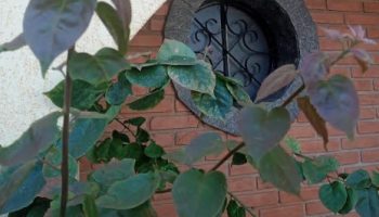 Planta Primavera sem Flor – Bouganville que Não Floresce
