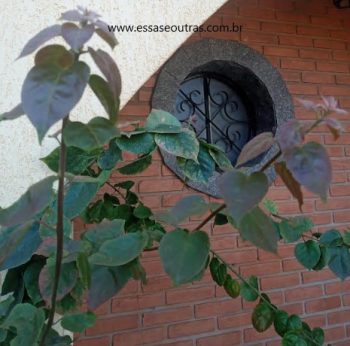 Planta Primavera sem Flor – Bouganville que Não Floresce