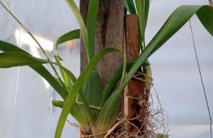 Replantar Orquídea Oncidium – Plantar Orquídea de Raízes Finas