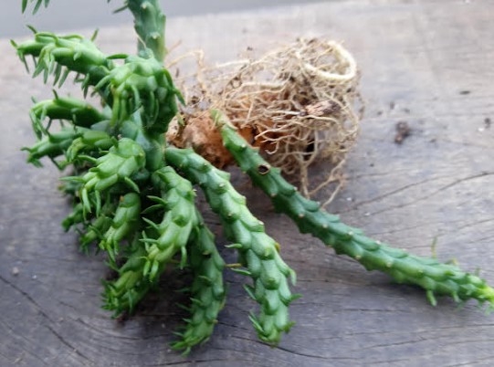 suculenta-cabeça-de-medusa-cacto-polvo