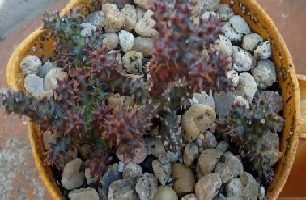 Cacto Tapete Persa  – Edithcolea grandis – Foto da Muda e Cuidar