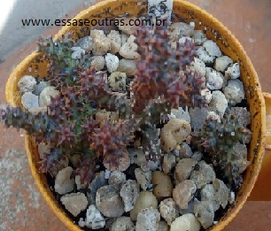 suculenta-tapete-persa-muda-