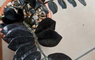 Zamioculca Black – Foto da Muda e Como Cuidar da Planta