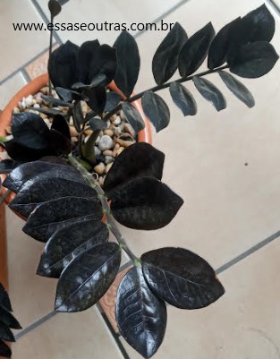 zamioculca-black-dowow-raven-haven-queen-