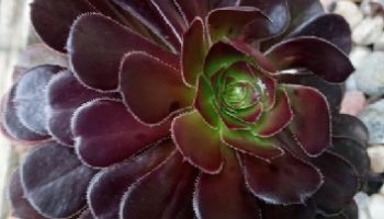 Aeonium Negro – Aeonium Zwartkop – Arborium Hibrido