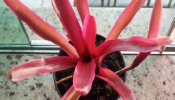 Bromélia Vermelha – Neoregelia Fireball Rubra – Como Cuidar