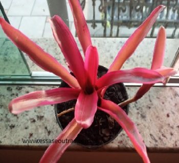Bromélia Vermelha – Neoregelia Fireball Rubra – Como Cuidar