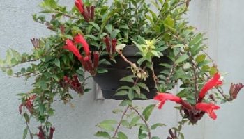 Columéia Batom – Planta Batom, Foto da Muda e Cuidados