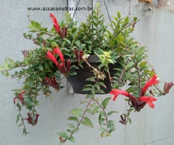 Columéia Batom – Planta Batom, Foto da Muda e Cuidados