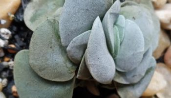 Crassula Morgan’s Beauty com Ferrugem – Como Salvar e Cuidar