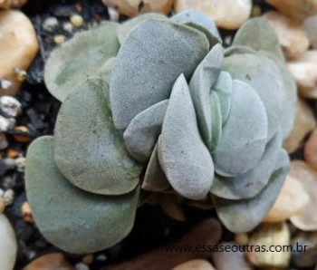 Crassula Morgan’s Beauty com Ferrugem – Como Salvar e Cuidar