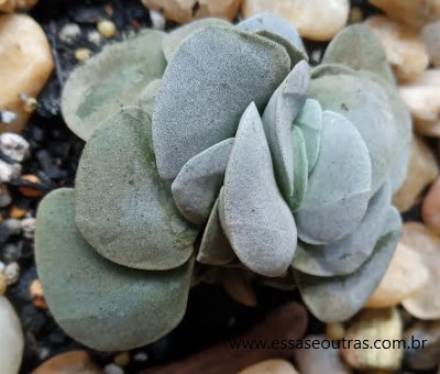 crassula-morgan's-beauty-com-ferrugem-
