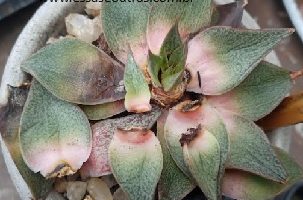Cuidados com Echeveria Purpusorum Suculenta Apodreceu Melou