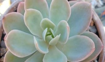 Echeveria Joy “Silk Veil” – Muda da Suculenta “Véu de Seda”