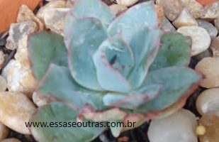 Echeveria Cansu – Foto da Muda e Cuidados da Suculenta Hibrida