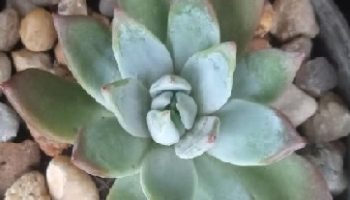 Echeveria Colorata Brandtii – Foto da Muda e como Cuidar