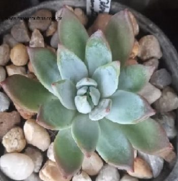 Echeveria Colorata Brandtii – Foto da Muda e como Cuidar