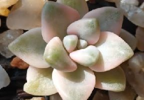 Graptoveria Stone Colorful Variegata, Titubans ou Pedra Colorida