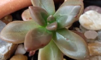 Echeveria Compressicaulis – Fazer Muda da Suculenta, Sol Forte