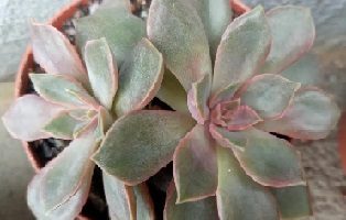 Echeveria Mina Rubra – Foto da Muda e Como Cuidar Suculenta