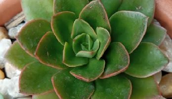 Echeveria Salsa Verde Hibrida Suculentas Canaliculata Longíssima