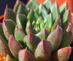 Echeveria Setorum Victor – Foto da Muda da Suculenta e Cuidados